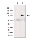 SAMHD1 Antibody -AF6508