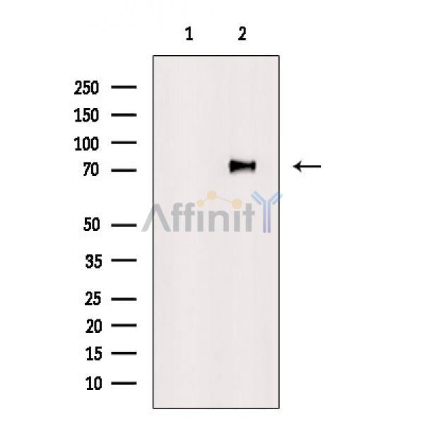 SAMHD1 Antibody -AF6508