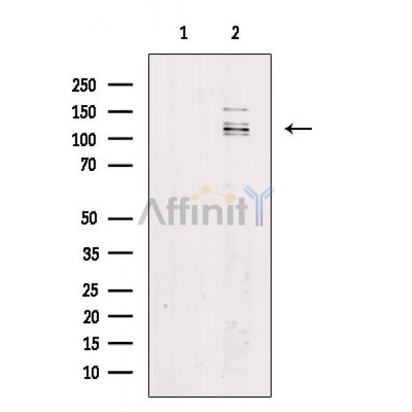 TAO2 Antibody -AF6516