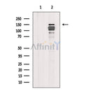 ZO-2 Antibody -AF6518