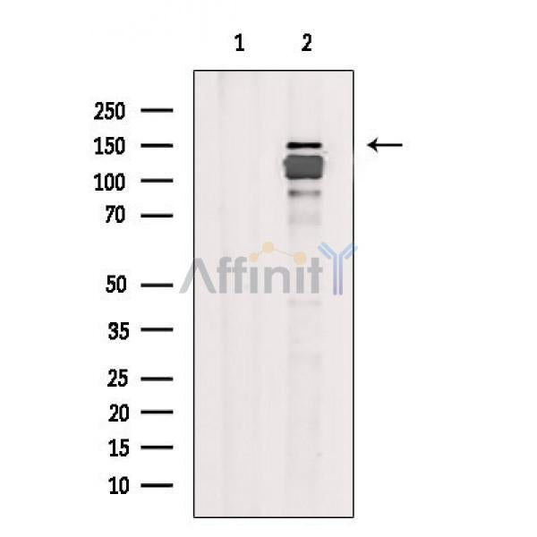 ZO-2 Antibody -AF6518