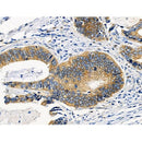 RIP3 Antibody -AF6521