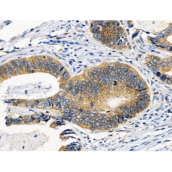 RIP3 Antibody -AF6521