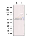 PAK5/6 Antibody -AF6522