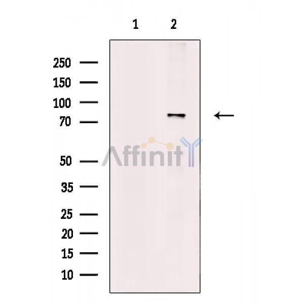 PAK5/6 Antibody -AF6522