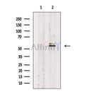 RAD18 Antibody -AF6529