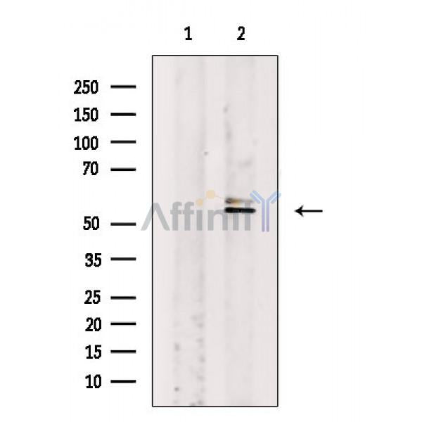 RAD18 Antibody -AF6529