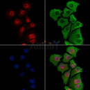IRF7 Antibody -AF6561