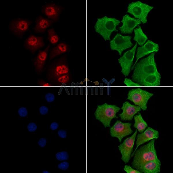 IRF7 Antibody -AF6561