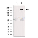 TOPBP1 Antibody -AF6564