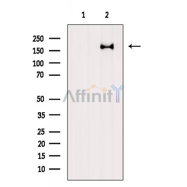 TOPBP1 Antibody -AF6564