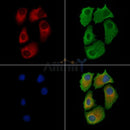 GBF1 Antibody -AF6565