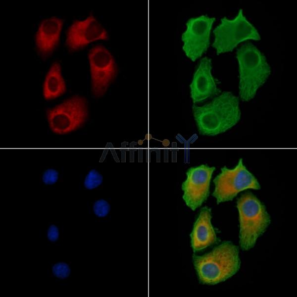 GBF1 Antibody -AF6565