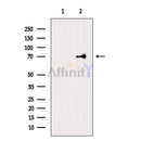 BLNK Antibody -AF6566