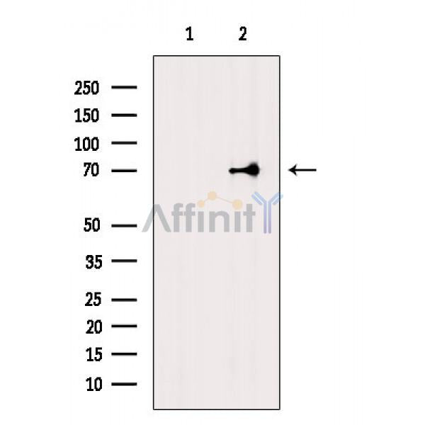 BLNK Antibody -AF6566