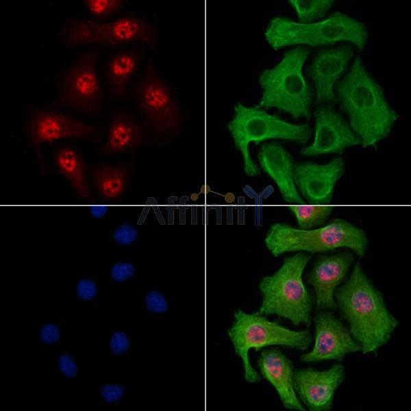 CASC5 Antibody -AF6567