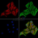 MLKL Antibody -AF6568