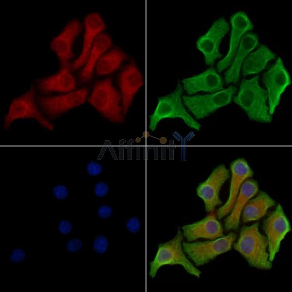 MLKL Antibody -AF6568