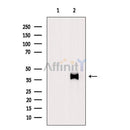 SIRT6 Antibody -AF6569