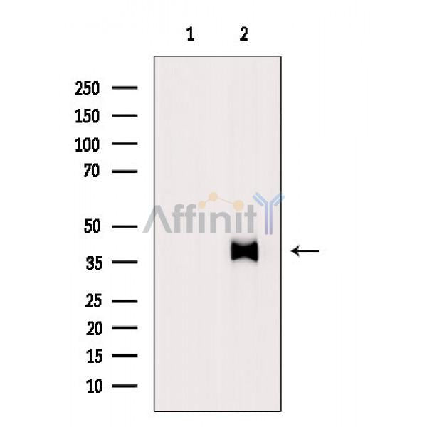 SIRT6 Antibody -AF6569