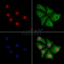 SIRT6 Antibody -AF6570