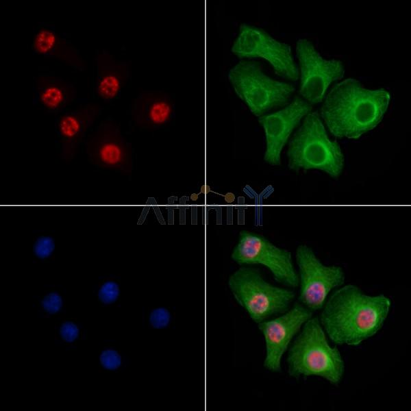 SIRT6 Antibody -AF6570