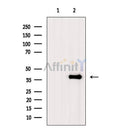 SIRT6 Antibody -AF6571