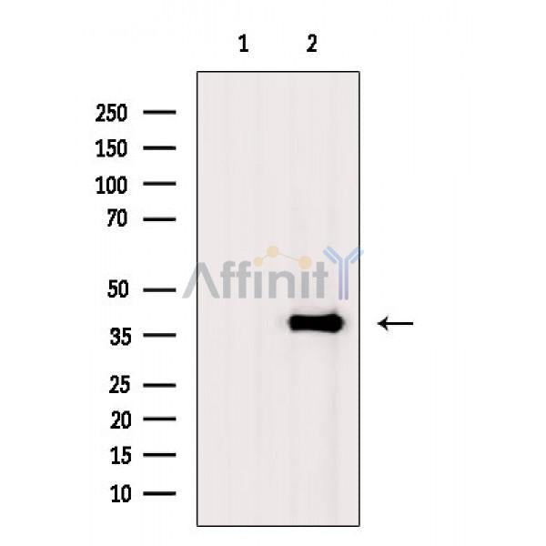 SIRT6 Antibody -AF6571