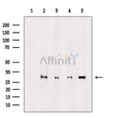 Histone H1 Antibody -AF6572