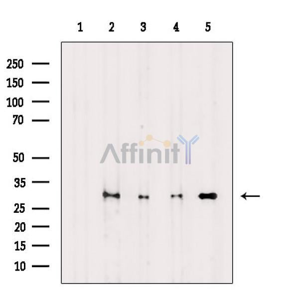 Histone H1 Antibody -AF6572