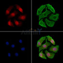 TORC2 Antibody -AF6579