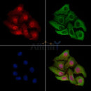 PFKFB3 Antibody -AF6581
