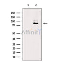 EZH2 Antibody -AF6583