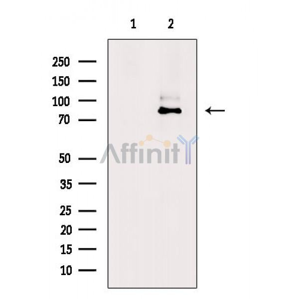 EZH2 Antibody -AF6583