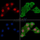 EZH2 Antibody -AF6584