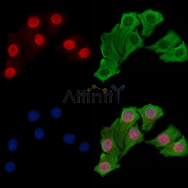 EZH2 Antibody -AF6584