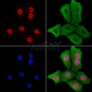 EZH2 Antibody -AF6585