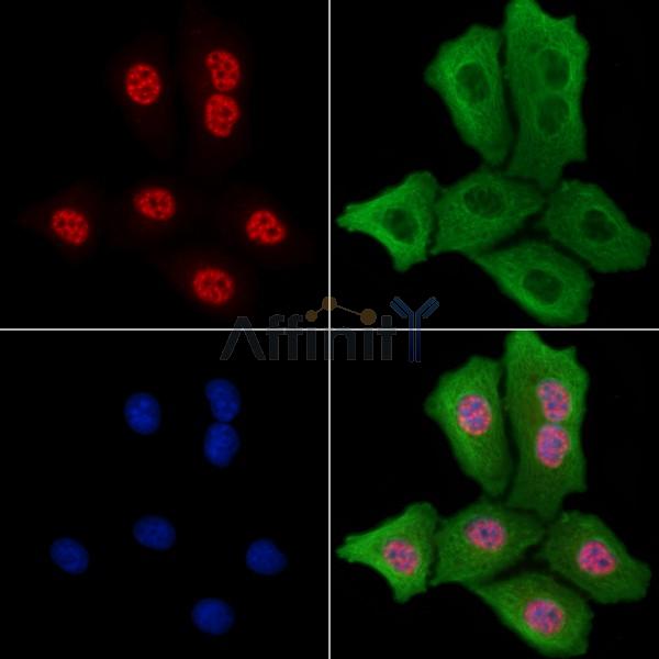 EZH2 Antibody -AF6585
