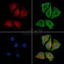 PDHK1 Antibody -AF6586