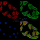Caspase 8 Antibody -AF6588