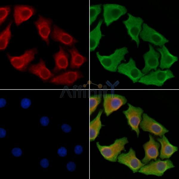 Caspase 8 Antibody -AF6588