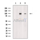 DYR1A Antibody -AF6598