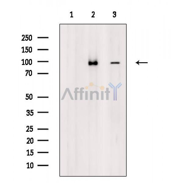 DYR1A Antibody -AF6598