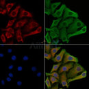 RIPK1 Antibody -AF6600