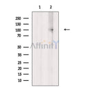 DDR1 Antibody -AF6612
