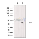 RAD51 Antibody -AF6616