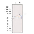 HSF1 Antibody -AF6627