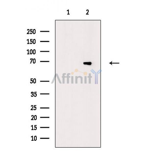 HSF1 Antibody -AF6627