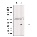 CDK5 Antibody -AF6628