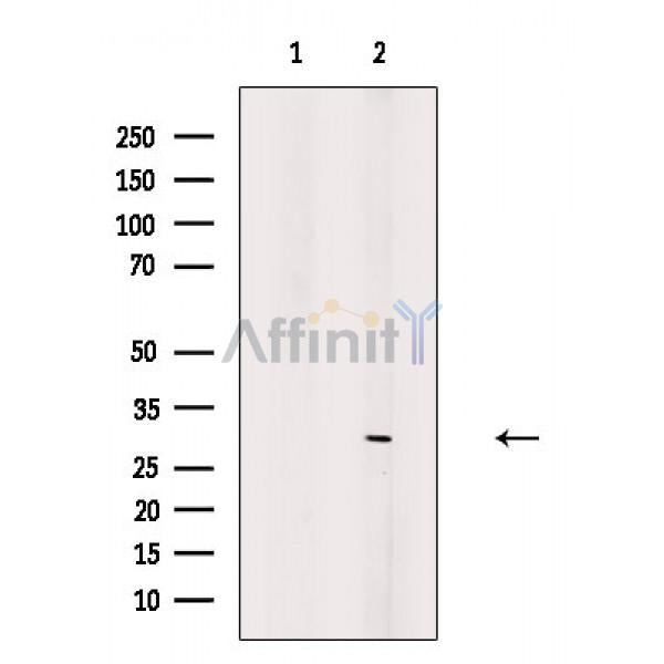 CDK5 Antibody -AF6628